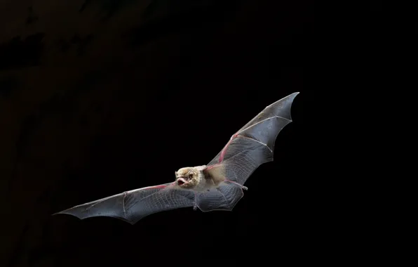 Picture nature, background, bat