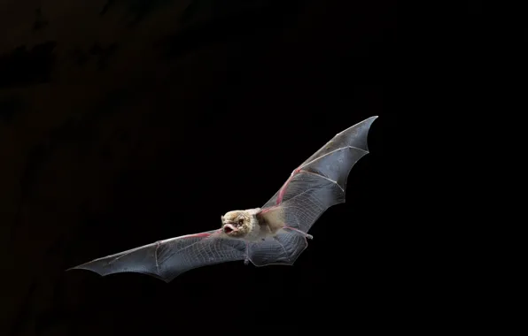 Nature, background, bat