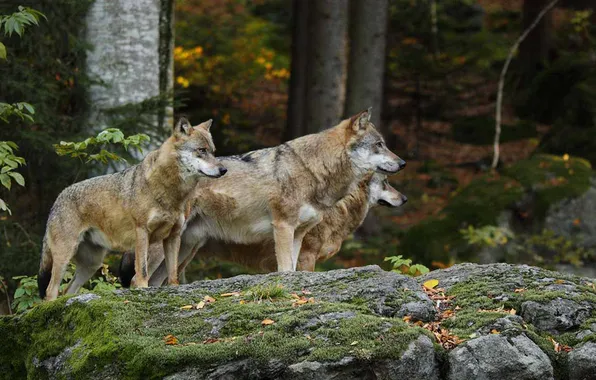 Picture nature, face, animal, wolf, wildlife, head, fur, mammal