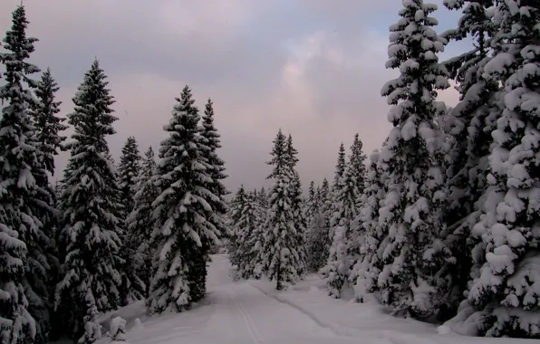 Picture winter, forest, snow, the evening, ate, frost, Norway, forest