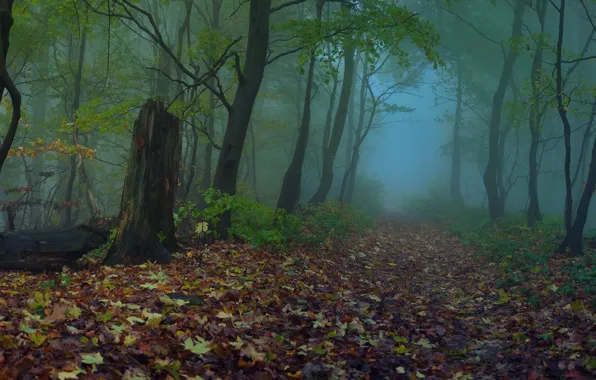 Picture autumn, forest, leaves, trees, fog, Nature, trail, the evening