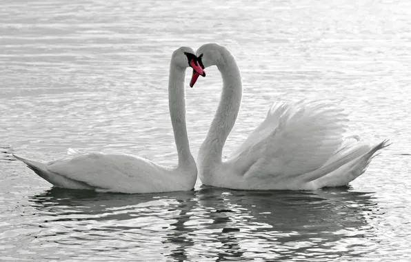 Water, love, birds, white, swans