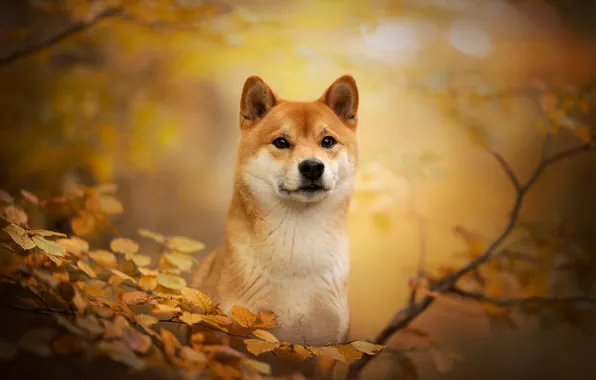 Autumn, look, face, branches, dog, bokeh, Shiba inu