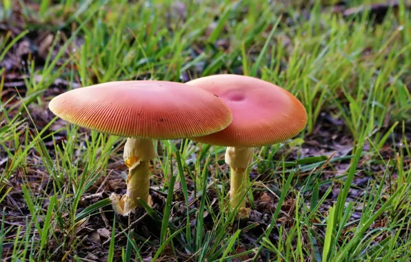 Grass, mushrooms, dampness