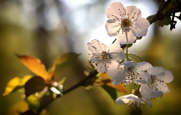 Leaves, light, flowers, branch, spring, white, Apple, flowering