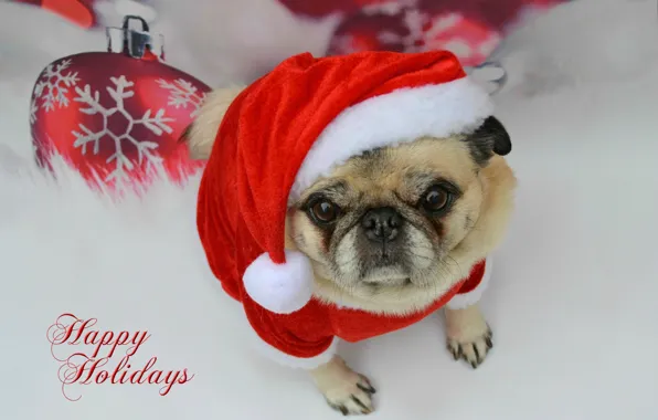 Look, balls, red, pose, background, the inscription, portrait, dog