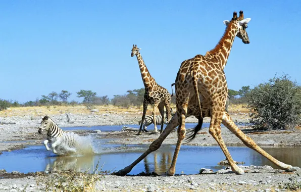 Giraffe, Zebra, Savannah, Africa, drink
