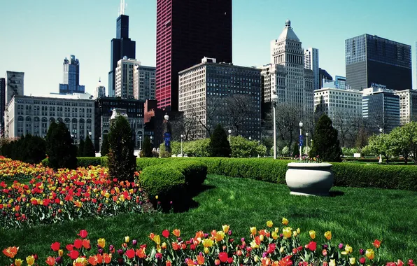 Picture summer, flowers, Park, skyscrapers, Chicago, Chicago, the bushes