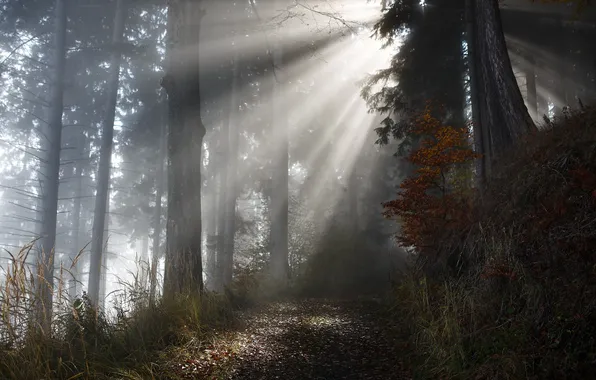 Autumn, forest, light, nature, fog