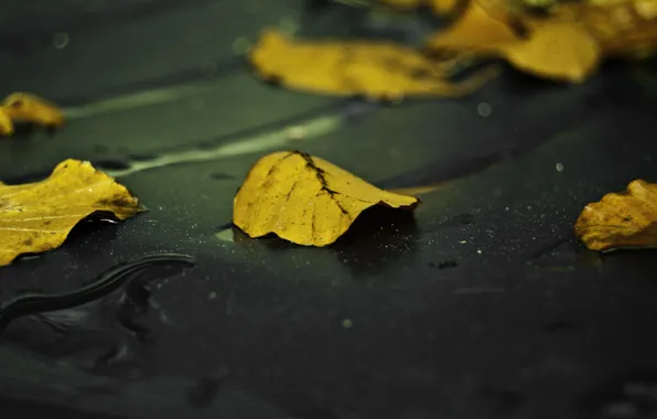 Autumn, asphalt, leaves, yellow, wet, rain, Sheet