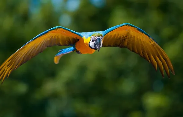 Picture parrot, flight, Ara