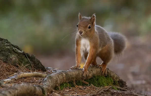 Nature, pose, moss, protein, red, log, bark, face