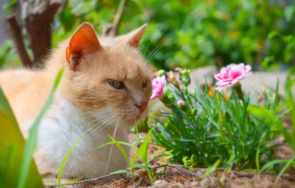 Flowers, Cat, Cat
