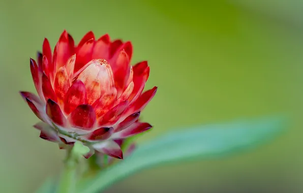 Macro, background, Bud, Fleur Walton