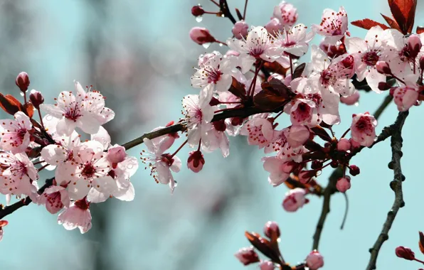 Flowers, branch, stem, Bud, Apple