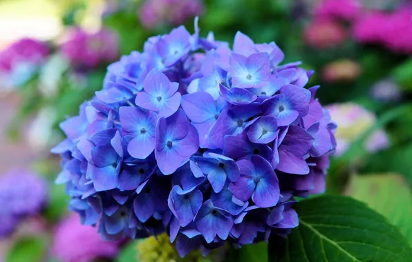 Flower, leaves, macro, blue, petals, inflorescence, Hydrangea