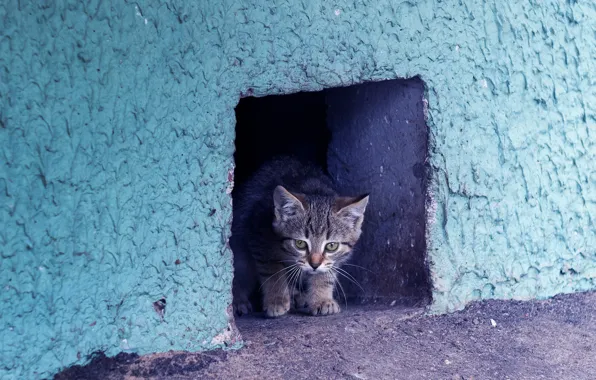 Cat, look, house, kitty, grey, wall, hole, striped