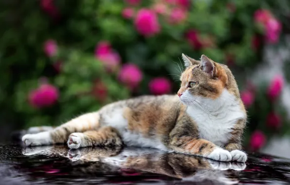 Machine, auto, cat, flowers, reflection, roses, garden, the hood