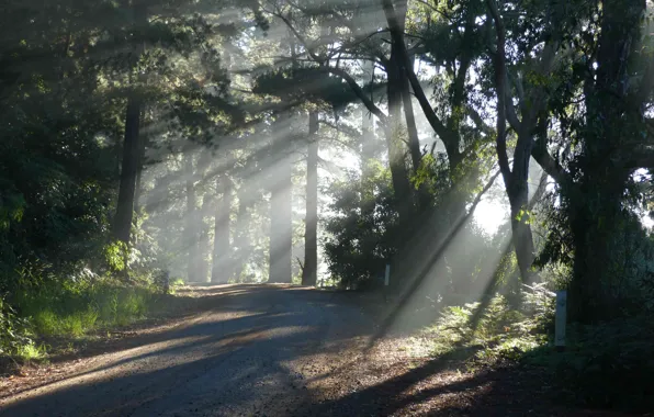 Picture road, forest, the sun, light, nature