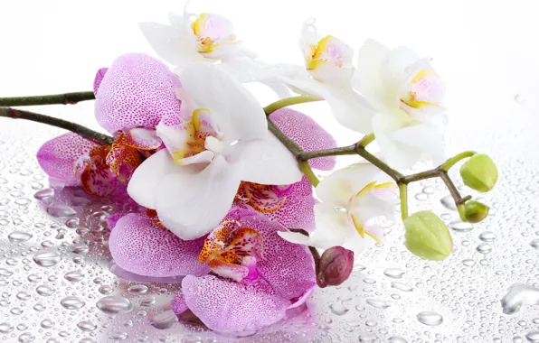 Picture flower, water, drops, background, shadow, petals, stem, pink