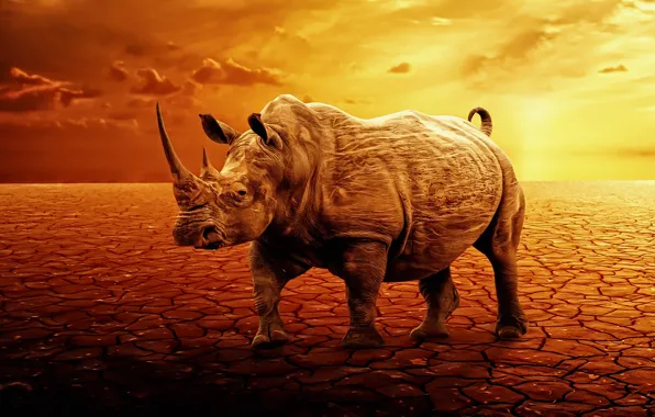 Sunset, rendering, desert, Rhino
