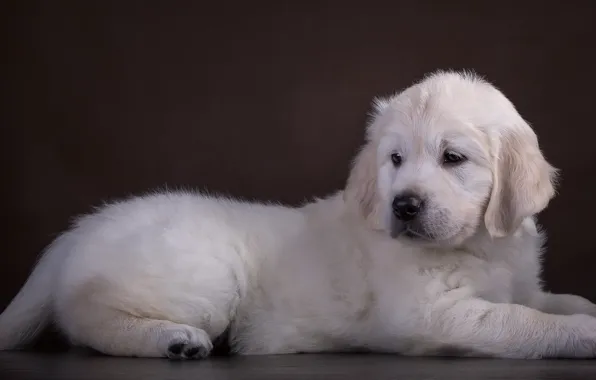 White, puppy, Retriever