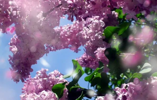 Picture table, Wallpaper, spring, lilac, the desktop