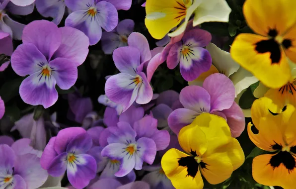 Flowers, spring, yellow, Pansy, flowerbed, clearing, colorful, a lot