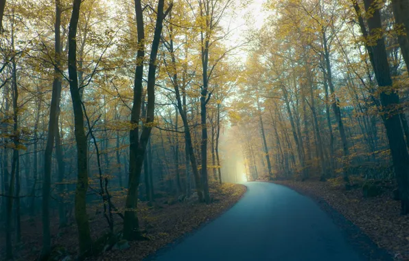 Picture road, autumn, forest, fog, Twilight, by Robin De Blanche