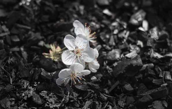 Cherry, ash, ash, bloom