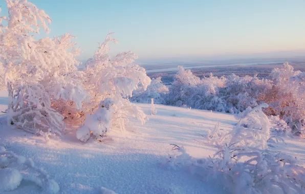Picture winter, the sky, light, snow, trees, horizon, solar