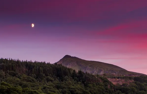 Picture forest, sunset, the moon, mountain