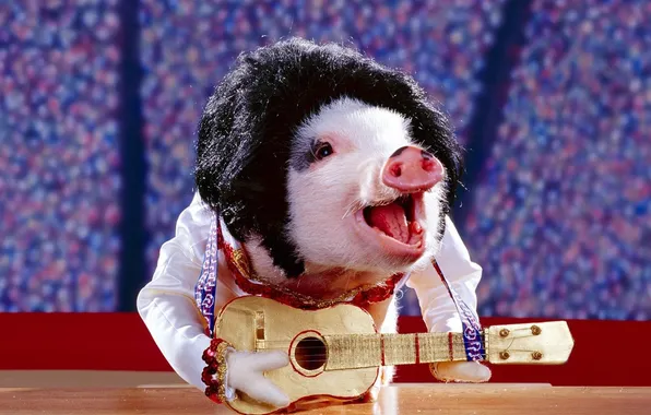 Picture Wallpaper, guitar, pig