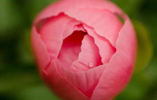 Picture flower, macro, pink, Bud, peony