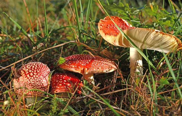 Grass, nature, glade, Amanita, family, mushrooms