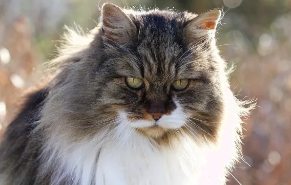 Cat, cat, look, face, background, portrait, cat, fluffy