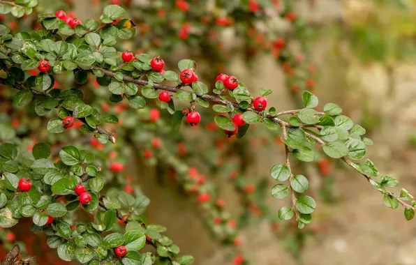 Picture branches, berries, leaves, shrub