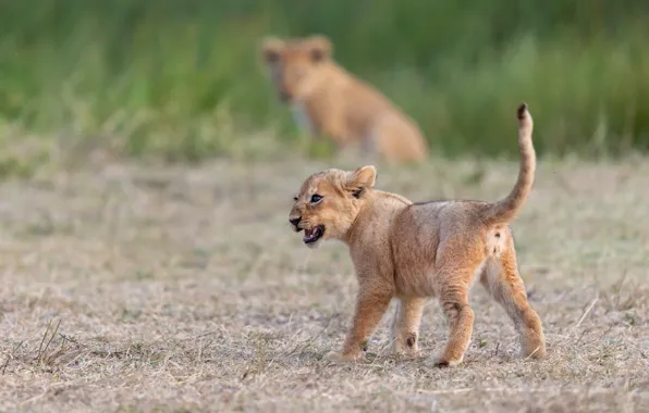 Nature, baby, walk, the cubs, lion, lion