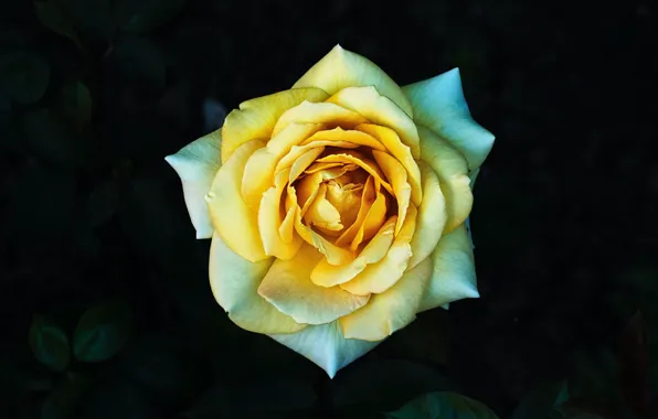 Flower, leaves, the dark background, rose, garden, yellow