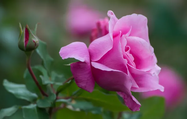 Picture macro, pink, rose, petals, Bud