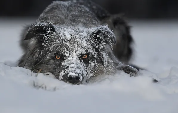 Winter, look, face, snow, dog