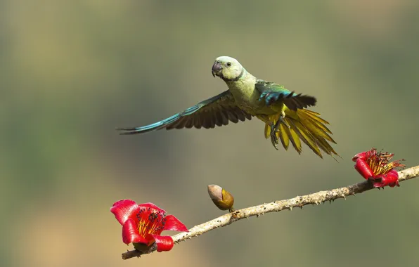 Flight, flowers, pose, background, bird, wings, branch, parrot