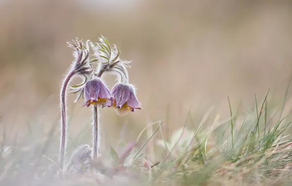 Flowers, nature, spring, sleep-grass, cross