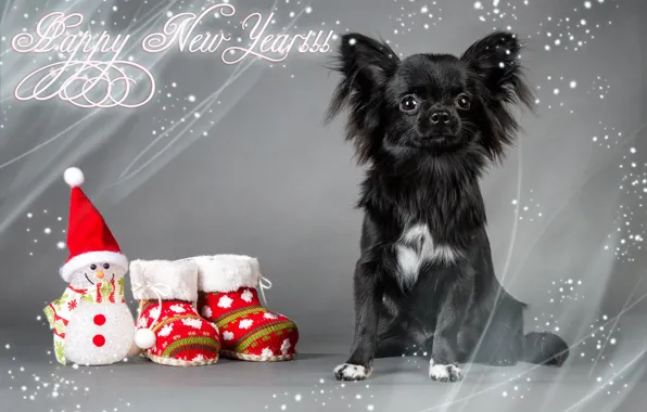 Look, holiday, the inscription, toy, shoes, dog, Christmas, black