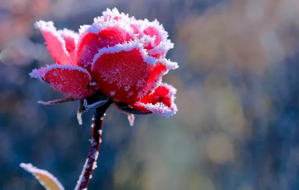 Picture frost, scarlet rose, blur bokeh