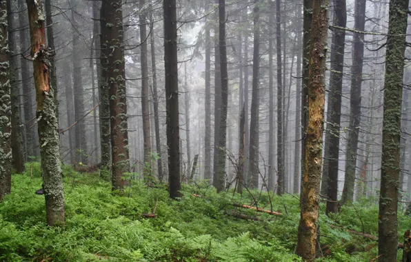 Forest, trees, nature, fog, Poland, Poland, Russia, Babia Gora
