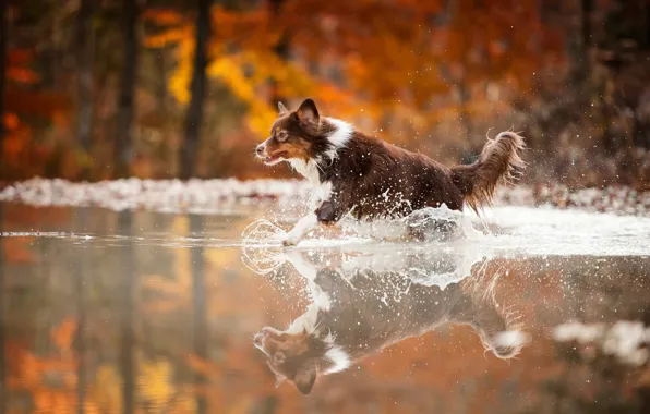 Water, squirt, dog, running