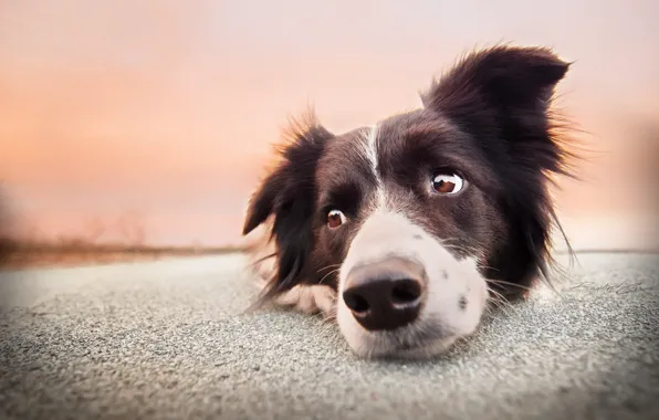 Picture look, face, dog, The border collie