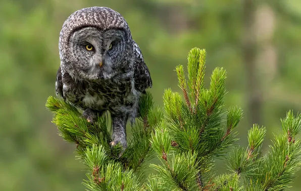 Background, owl, bird, needles, pine, Great grey owl