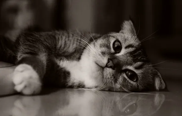 Cat, kitty, cute, kitten, cat, kitty, cute